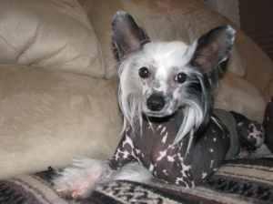 Dogs - Chinese Crested